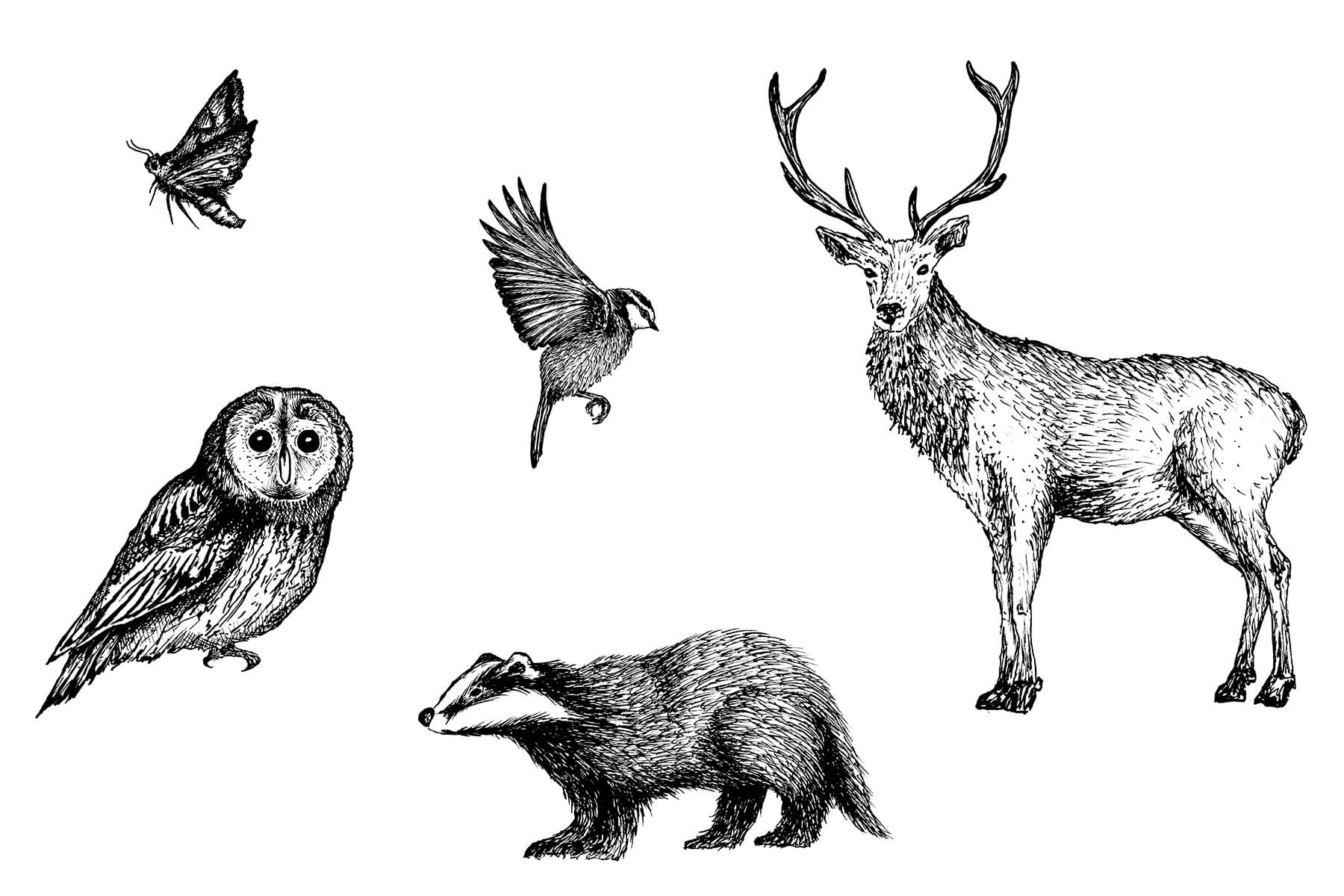 Hand drawn illustrations for Wytham Woods by Holywell Press