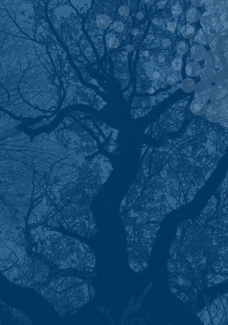Tree silhouette on blue background